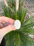 Turtle Shell Ring