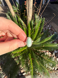 Jade Arc Ring